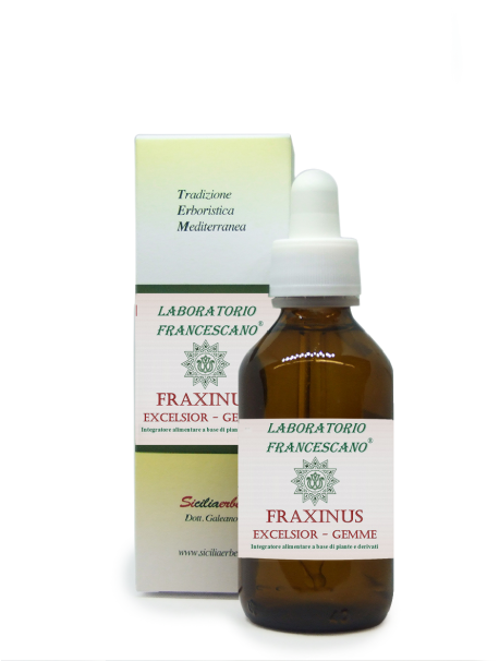 Fraxinus excelsior gemme