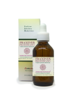 Fraxinus Francescano