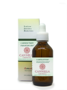 Cannella