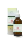 Echinacea