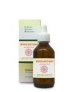 Ippocastano