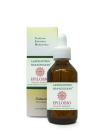 Epilobio